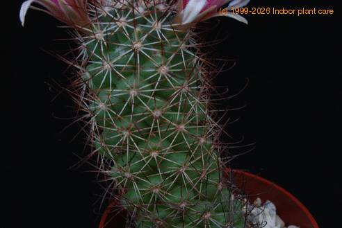 Bartschella schumannii globosa SIt
