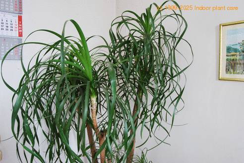 Beaucarnea recurvata 1