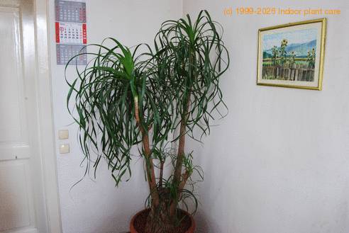 Beaucarnea recurvata 2