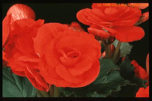 Begonia elatior - hybrid 2022