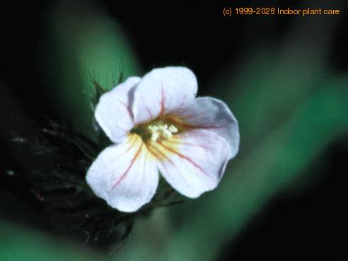 Biophytum sensitivum 1032