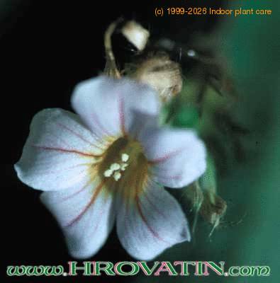 Biophytum sensitivum flower 1041