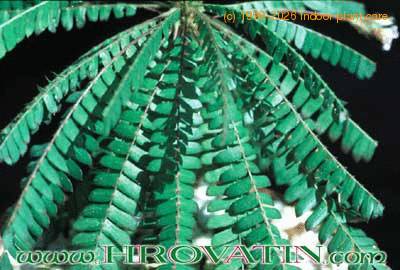 Biophytum sensitivum leaf 1031