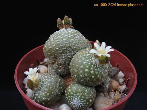 Blossfeldia Rio Chico bodice