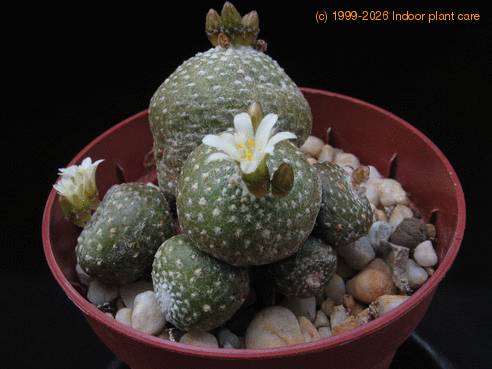 Blossfeldia sp. Rio Chico