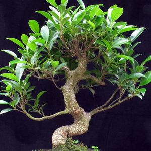 Bonsai trees - indoor