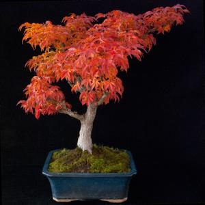 Bonsai trees - outdoor