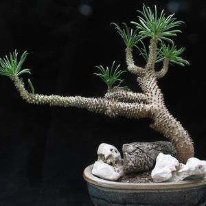 Bonsai trees - succulents