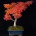 bonsai-zunanji