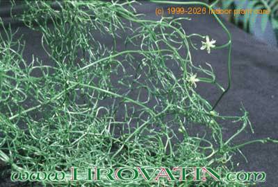 Bowiea volubilis 1610