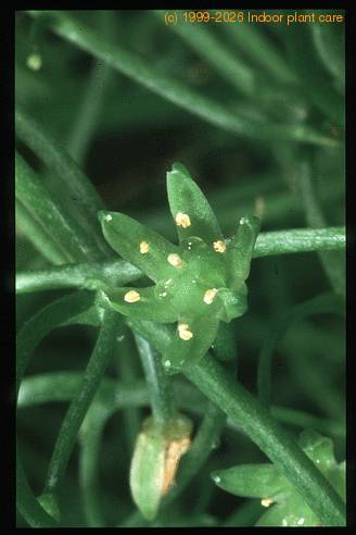 Bowiea volubilis 1612