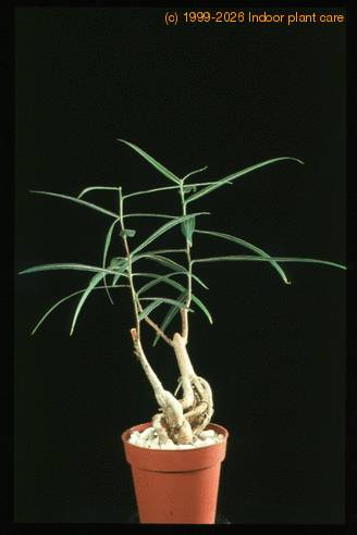 Brachychiton rupestris 1633