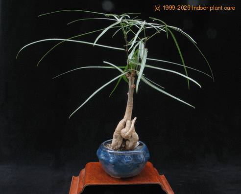 Brachychiton rupestris