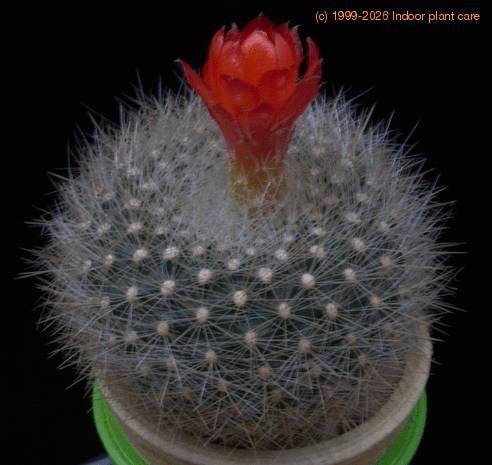 Brasilicactus haselbergii f MOP