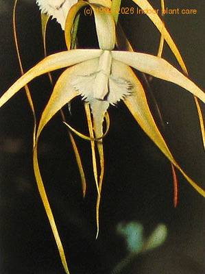 Brassavola species brassavola sp k