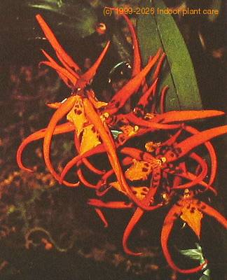 Brassia species Brassia sp k