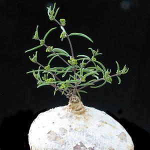 Bulbs