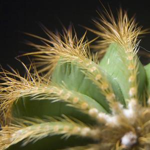 Cacti