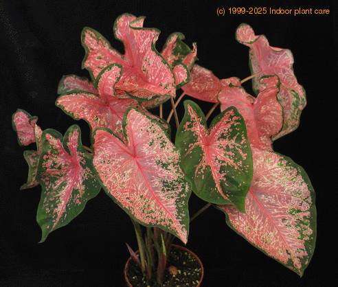 Caladium pink 2