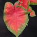 Caladium red leaf
