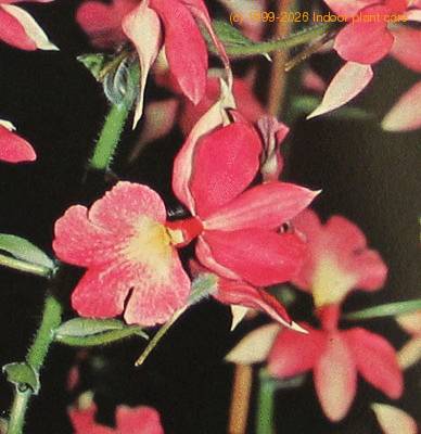 Calanthe vestita calanthe vestita k