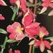 Calanthe vestita calanthe vestita k