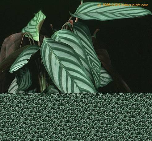 Calathea crocata SIb