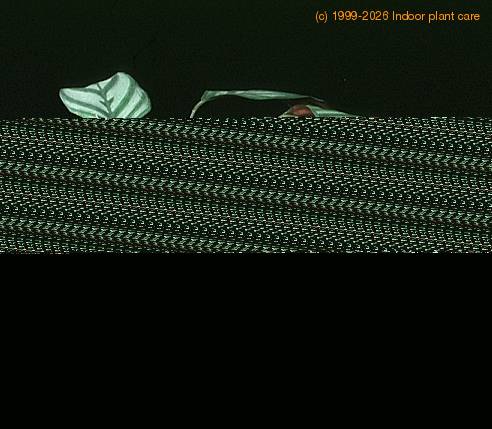 Calathea makoyana 1886