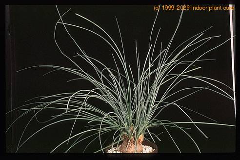 Calibanus hookeri 1680