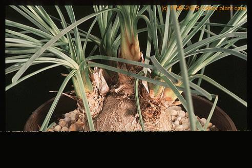 Calibanus hookeri 1681