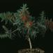 Callistemon 2004