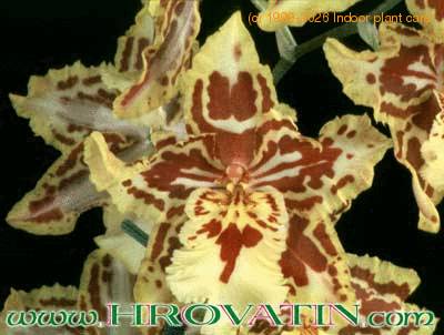 Cambria flower 1787