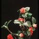 Camellia sp. 2073