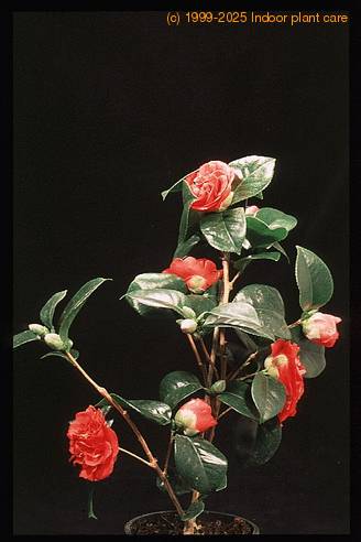 Camellia sp. 2073