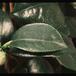 Camellia sp. 2074