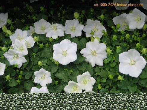 Campanula carpatica 1