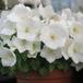 Campanula carpatica SIb