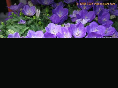Campanula isophylla -Wega-