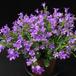 Campanula longistyla -Isabella Blue-