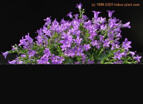 Campanula longistyla -Isabella Blue-
