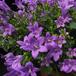 Campanula sp SIb