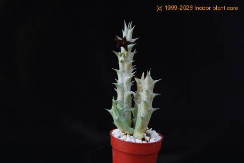 Caralluma hesperidum SIb