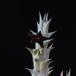 Caralluma hesperidum SIf