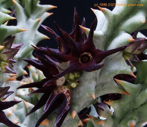 Caralluma mammillaris SIf