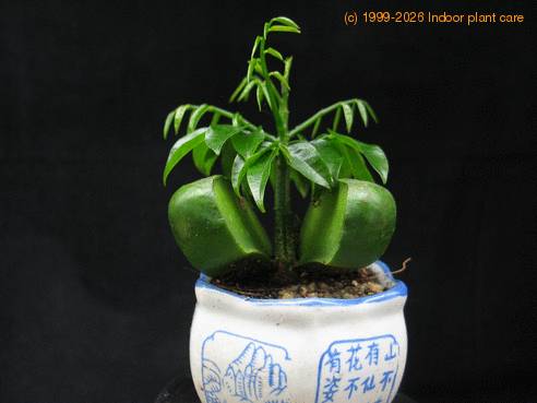 Castanospermum australe 2