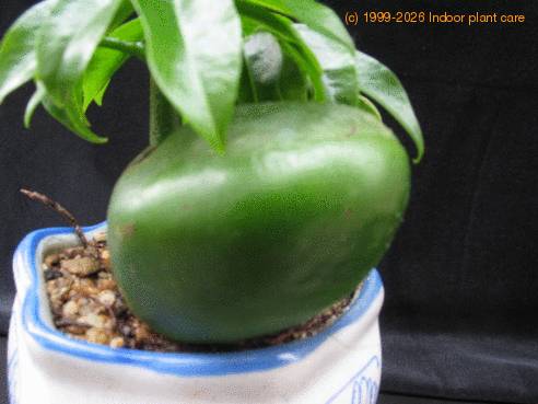 Castanospermum australe 3