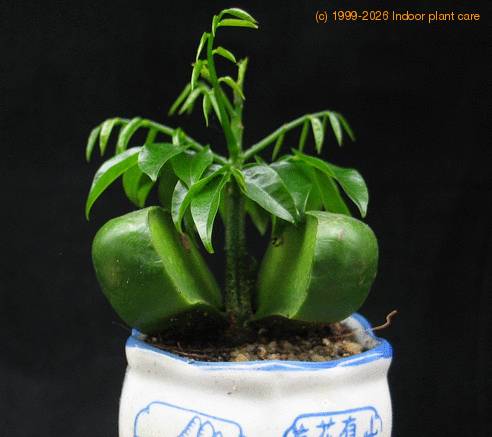 Castanospermum australe SIb