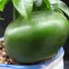 Castanospermum australe SIfr