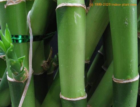 Castanospermum australe SIs