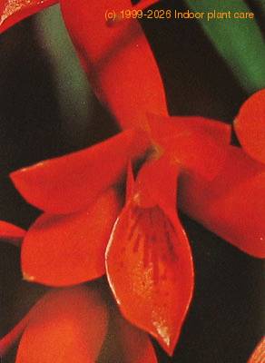 Cattleya aurantiaca flower cattleya aurantiaca k